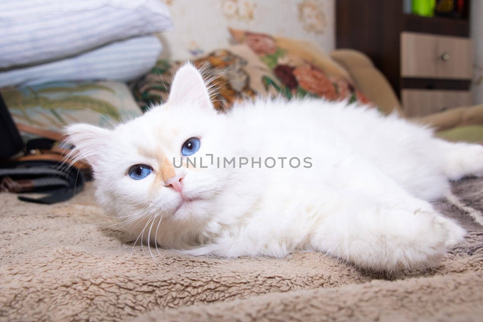 White fluffy cat with blue eyes sleeps on bed close up