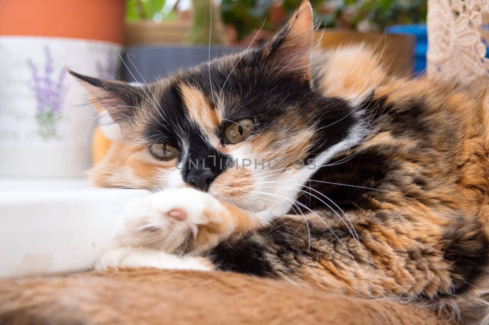 Three-color cat with yellow eyes close up portrait