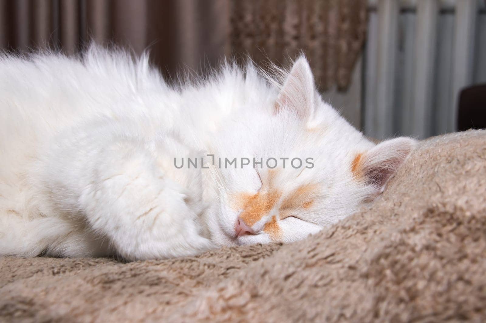 White fluffy cat with blue eyes sleeps on bed close up