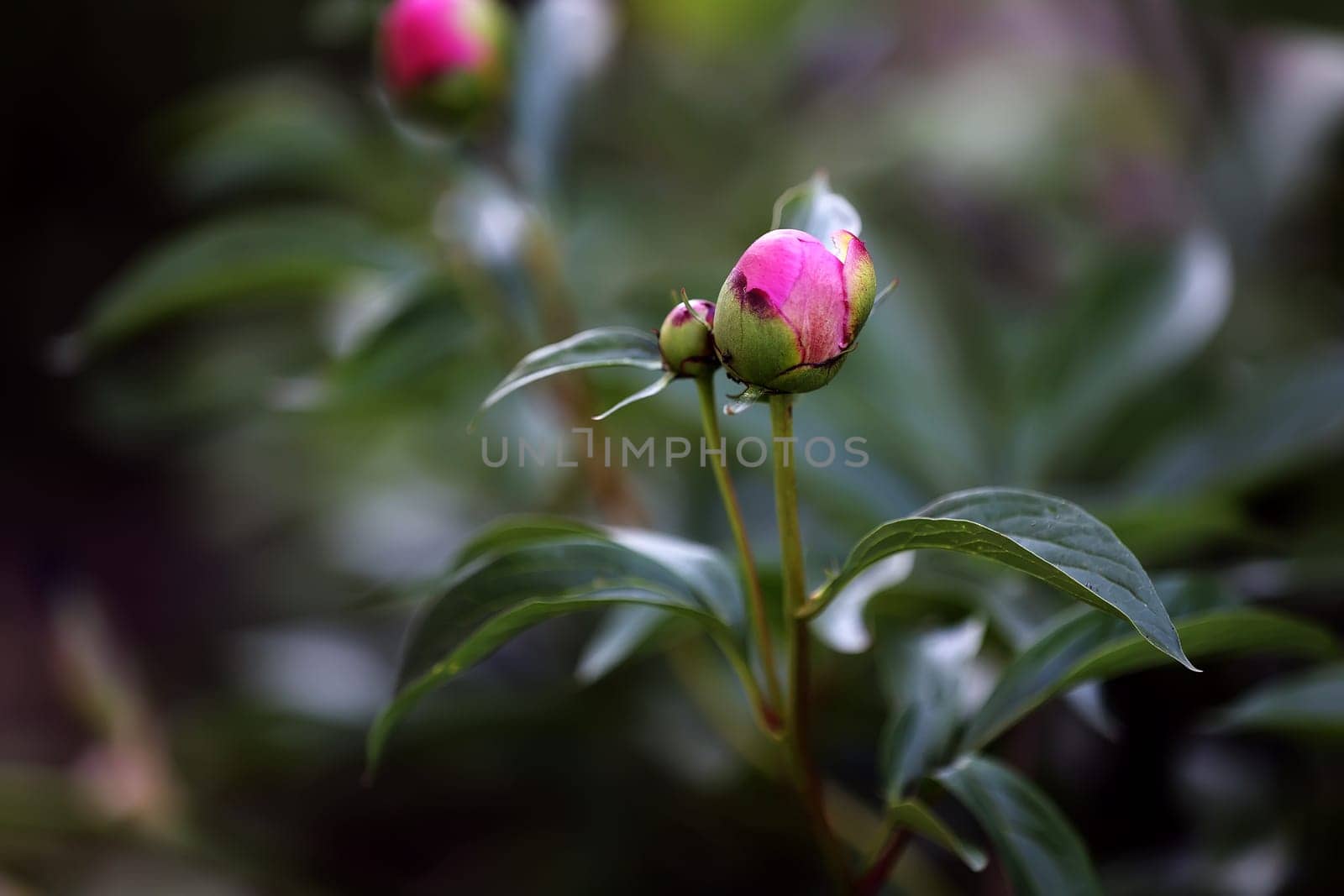 Closed buds of pink peonies in the garden. The beginning of the flowering of peonies.Closed green bud unblown peony. The beginning of the flower bloom cycle