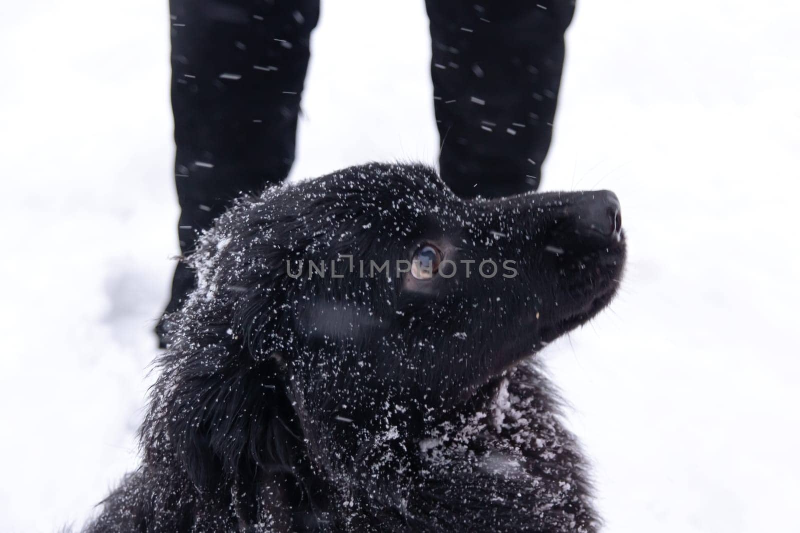 Black fluffy dog in the snow close up
