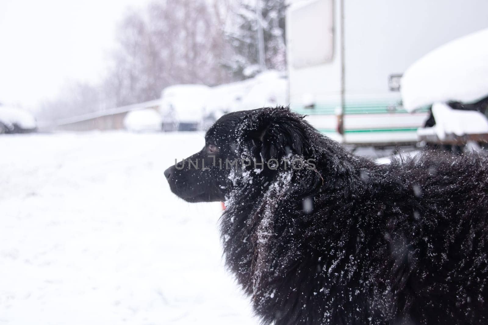 Black fluffy dog in the snow close up