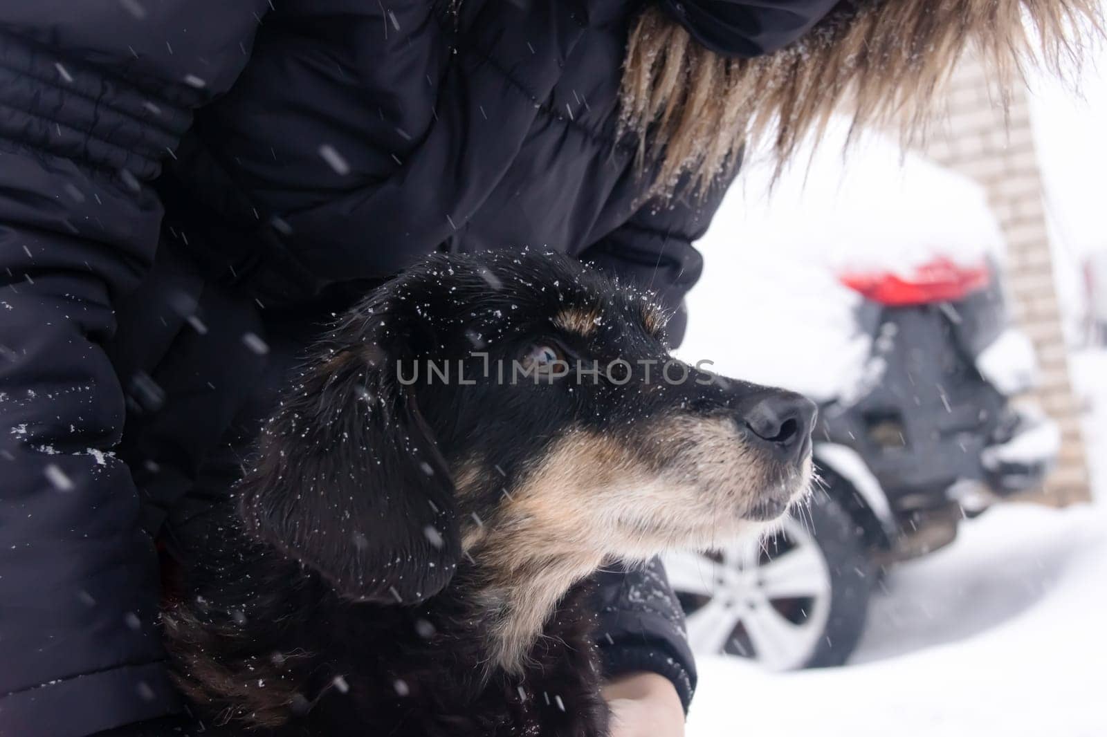 A man strokes a dog among the snow close up