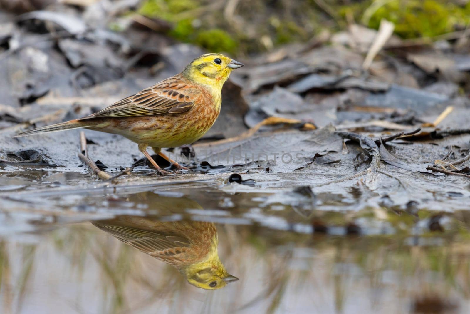 yellowhammer , drinks water in spring puddle, wild nature