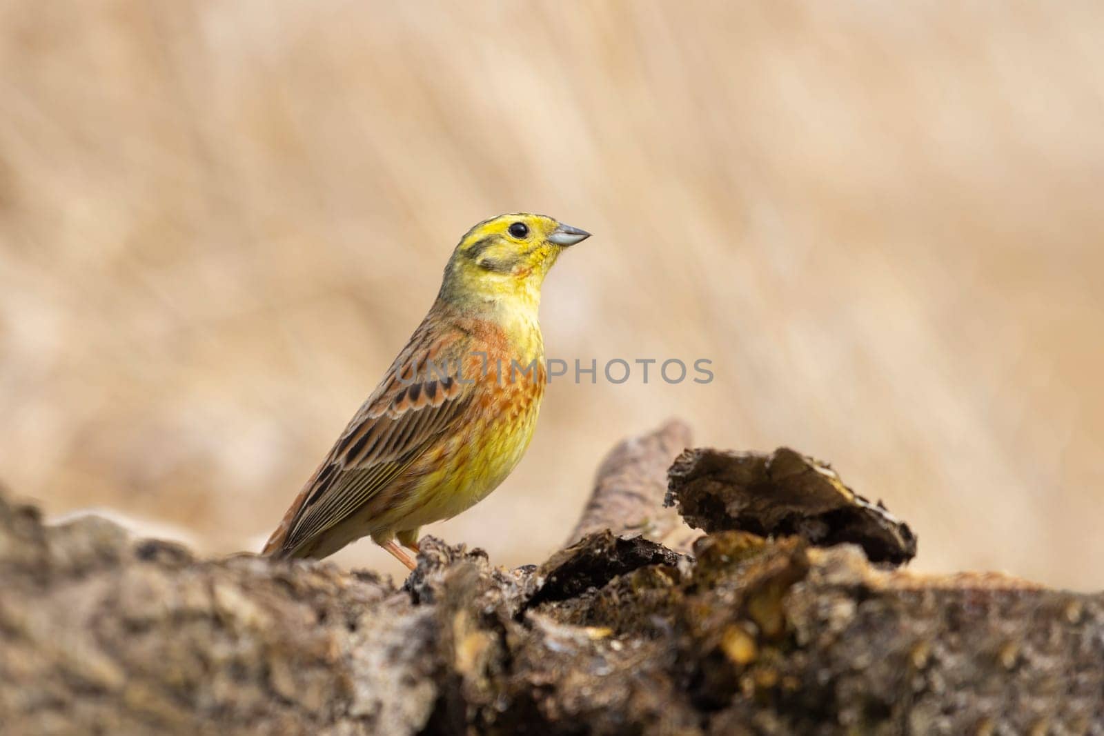 yellowhammer standing on a stump, wild nature