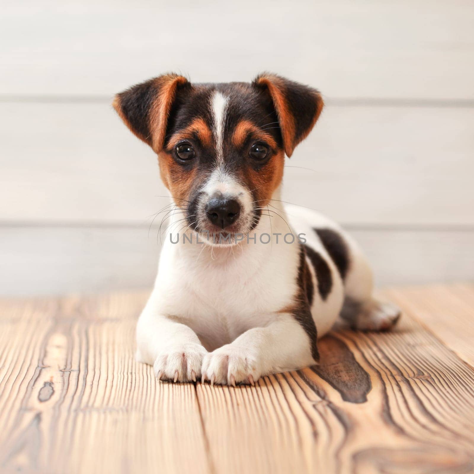 Jack Russell terrier puppy, laying on boards floor. Studio shot. by Ivanko