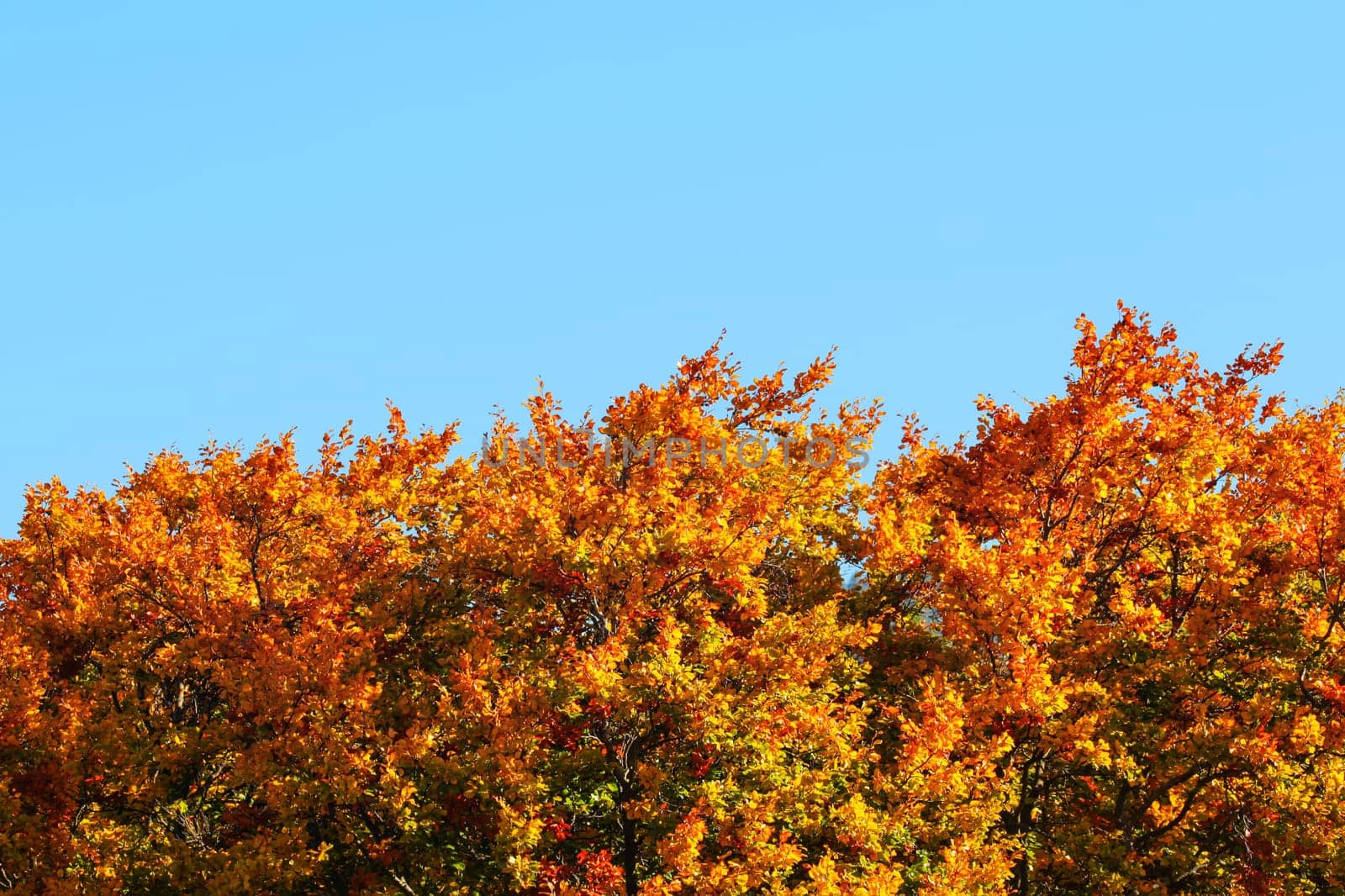 Tops of vivid coloured leaves on autumn trees with clear blue sky (space for text) above. Autumn background.