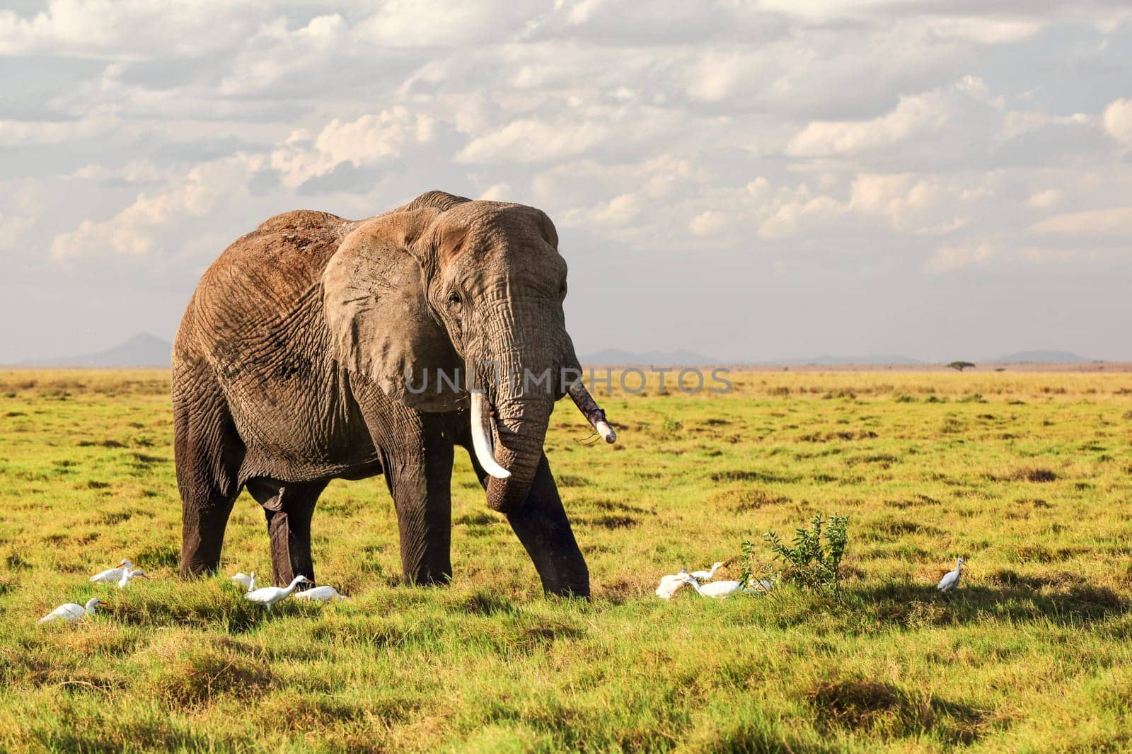 African bush elephant (Loxodonta africana) walking on grass in savanna, white heron birds around its feet.