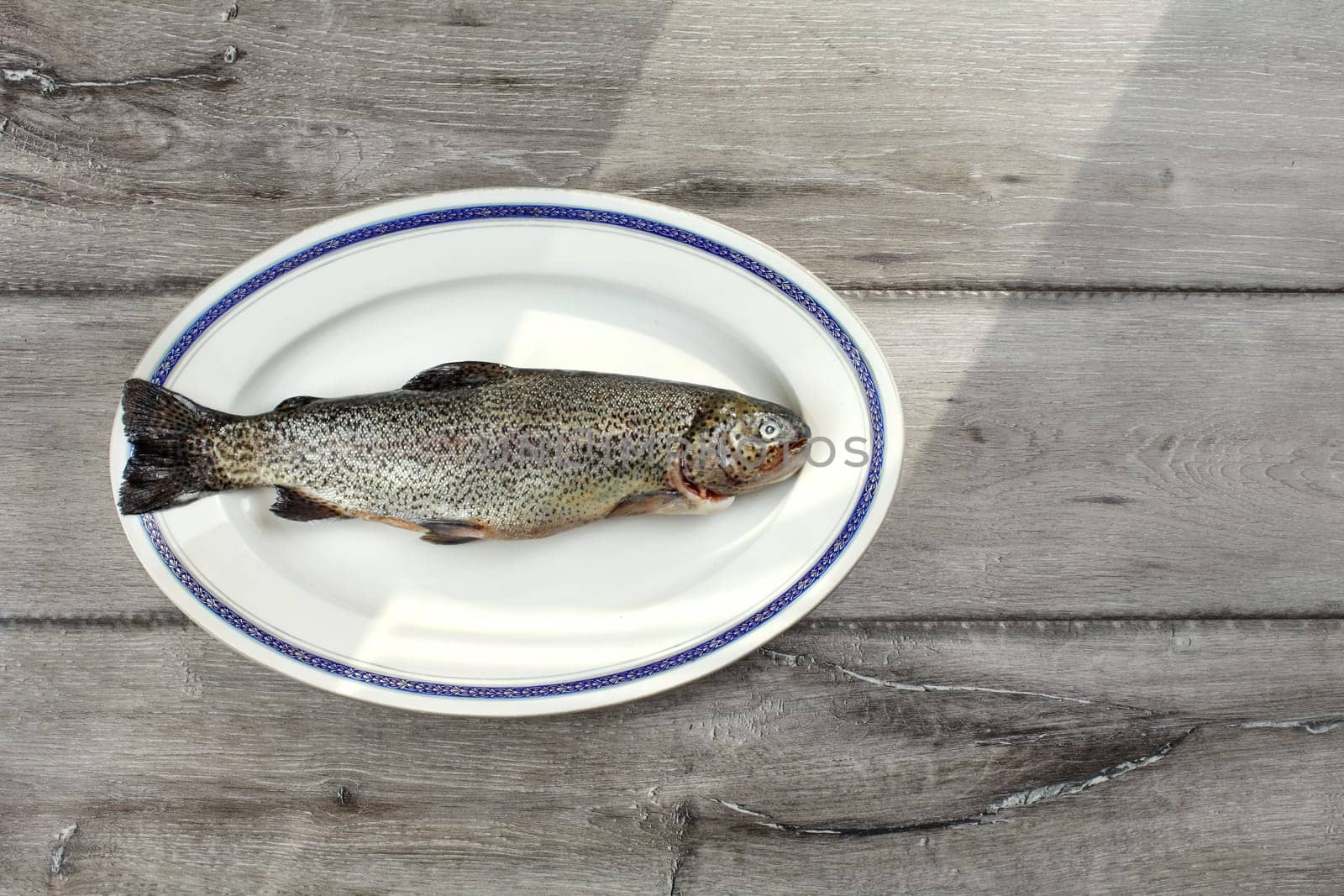 Tabletop view, raw trout fish on a white oval plate with blue rim, sun shining from side to gray wood boards desk under.