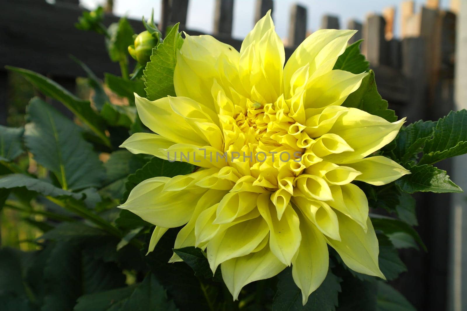 Yellow flower Dahlia with green leaf background by fireFLYart