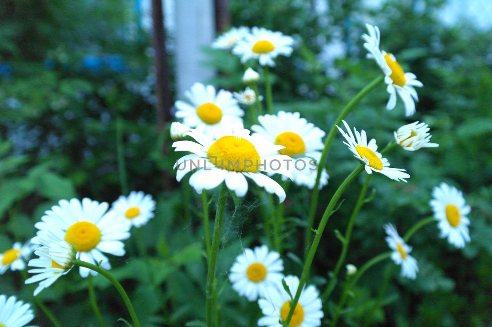 White beautiful daisies on a field in green grass in summer. by fireFLYart