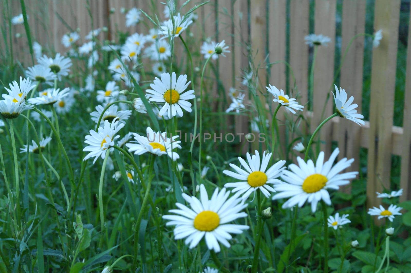 Beautiful meadow in springtime full of flowering daisies with white yellow blossom and green grass