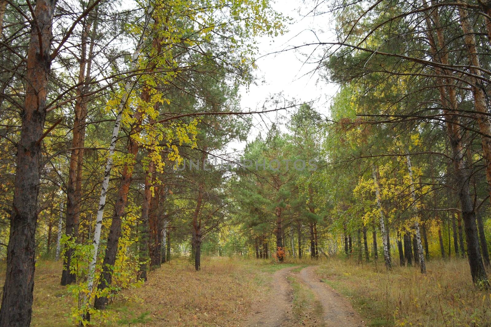 Birch and pine forest. Summer forest with meadow by fireFLYart