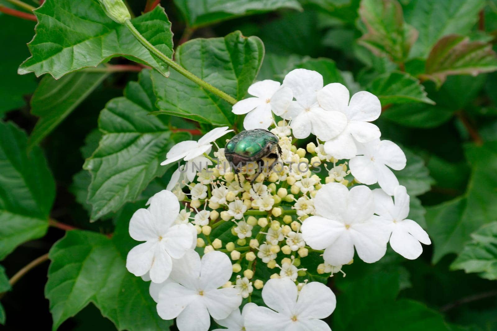 Viburnum shrub on dark green background. Selective focus, closeup. Nature concept for green design.