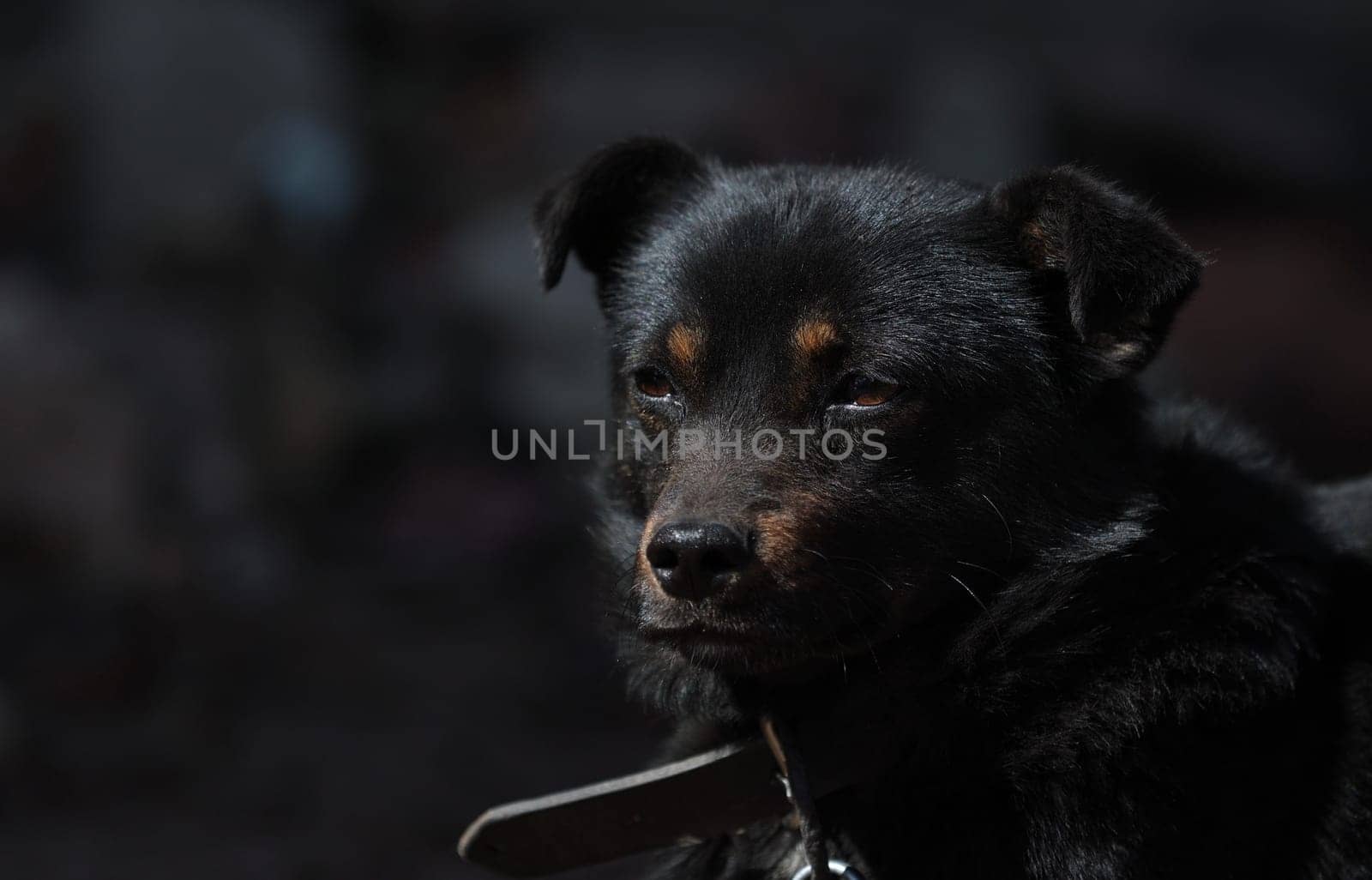 black mongrel dog chained to a chain in living conditions near her booth and food bowls looking in camera. Yard young dog on a chain. Natural rural scene