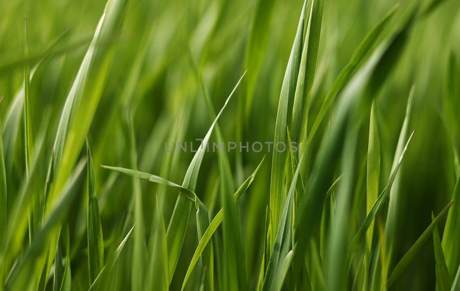 Detail view slow motion young wheat plants, Close view grain green healthy wheat trunks, Bio agriculture farming wheat plantation. field of growing wheat