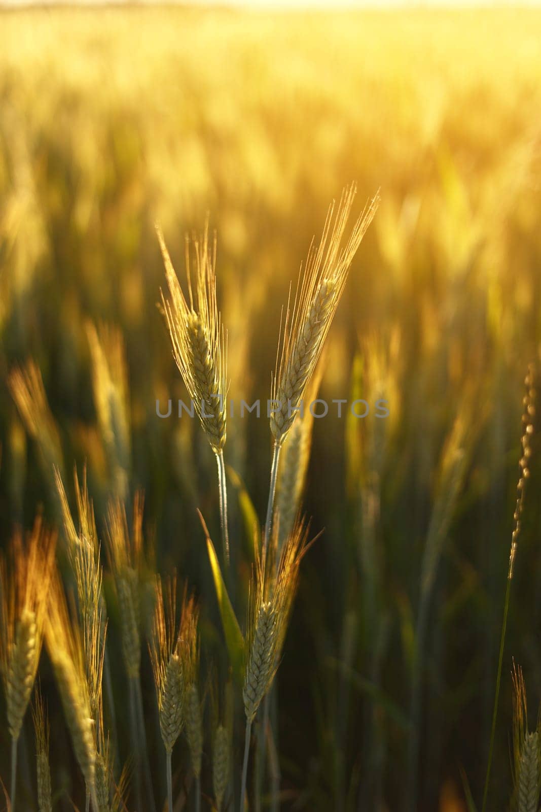 Wheat field. Ears of golden wheat close up. Beautiful Nature Sunset Landscape. Rural Scenery under Shining Sunlight. Background of ripening ears of wheat field