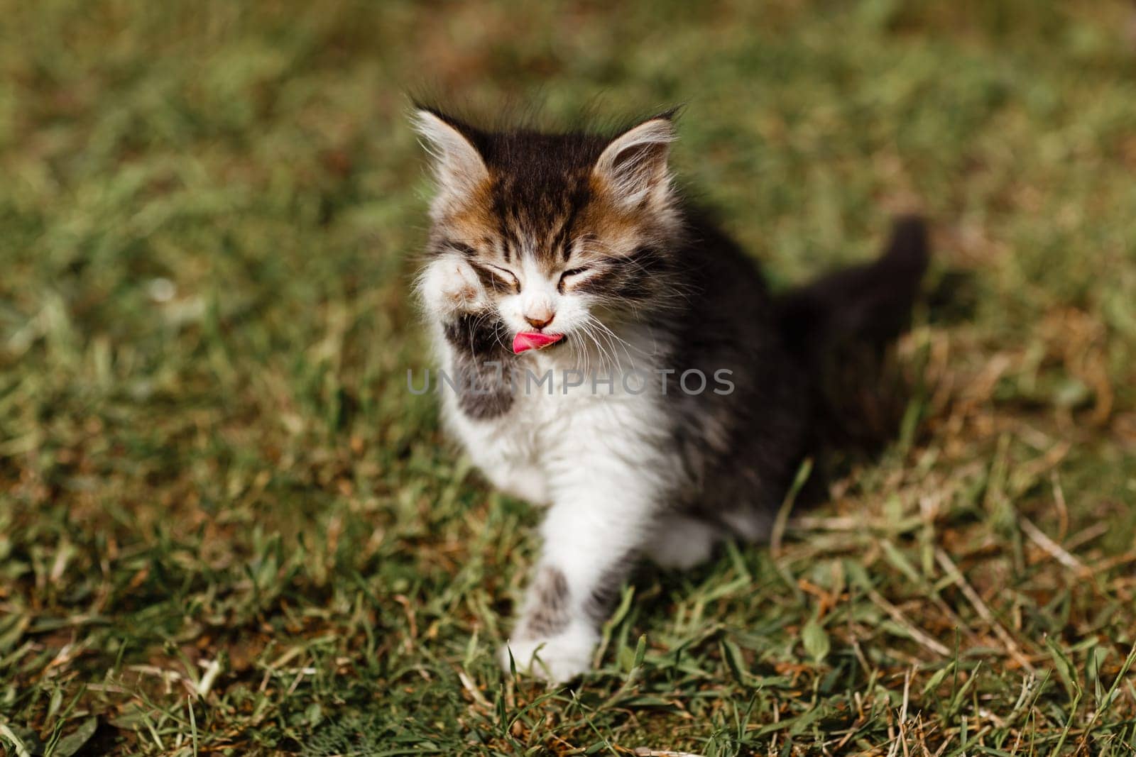 Little ripple Kitten washes his face on the grass in the garden. spring sunny day.