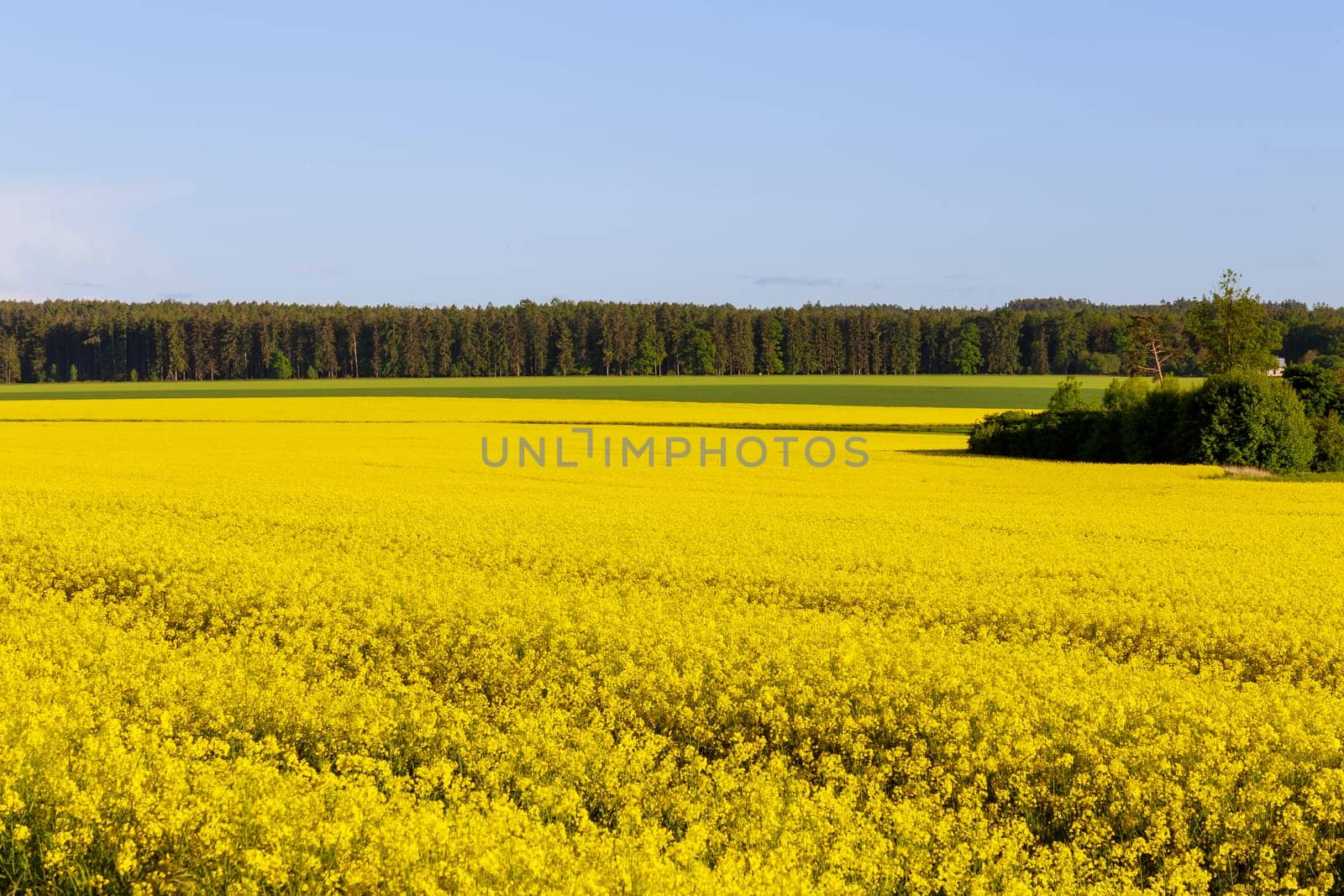 Yellow rape fields and green wheat fields, forest and beautiful landscape under blue sky. Agricultural business.