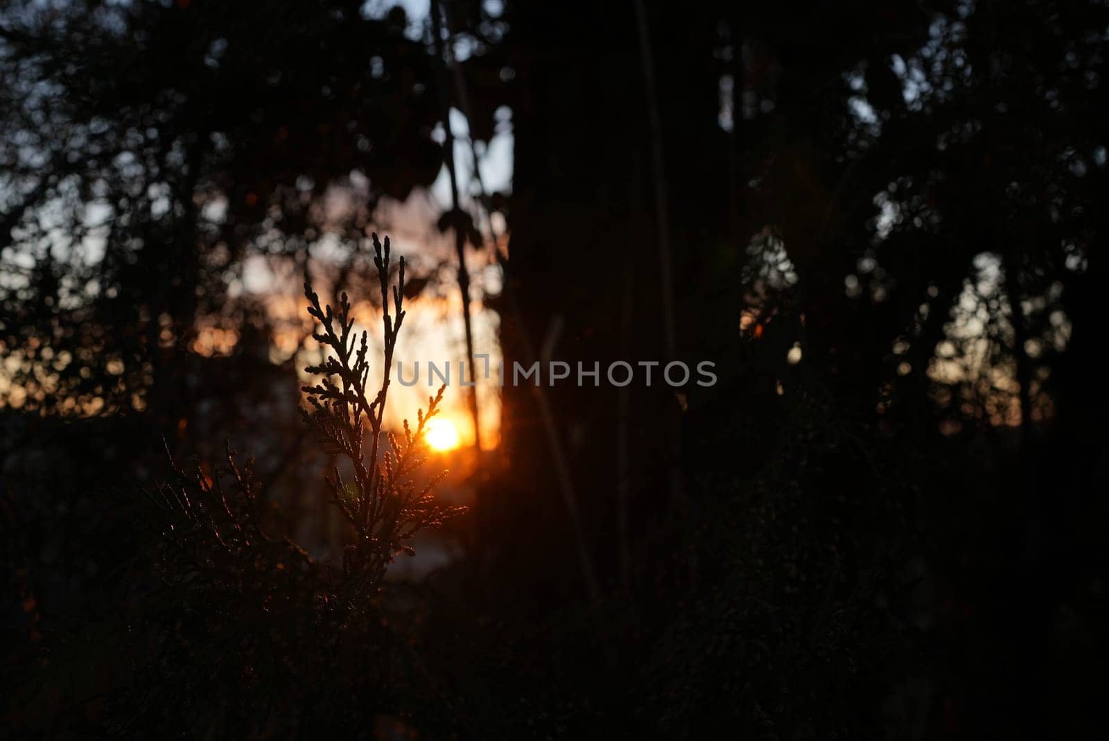Orange sunset beaming through tree branches. High quality photo