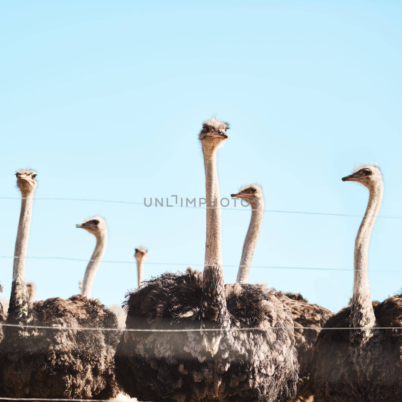 Our long necks make it all the better to see you. Still life shot of a flock of ostriches on a farm. by YuriArcurs