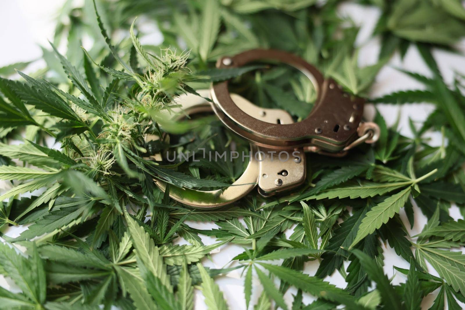 Handcuffs on green leaves and cannabis buds closeup. Criminal liability for distribution and possession of drugs concept
