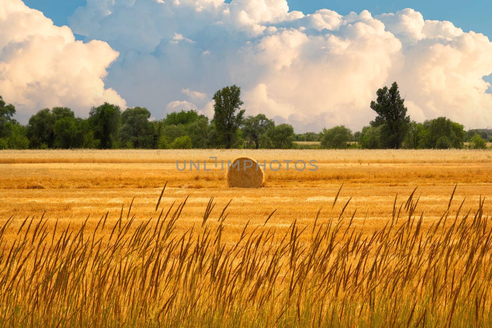 Haystack in wheat scenic field, grain harvest season.