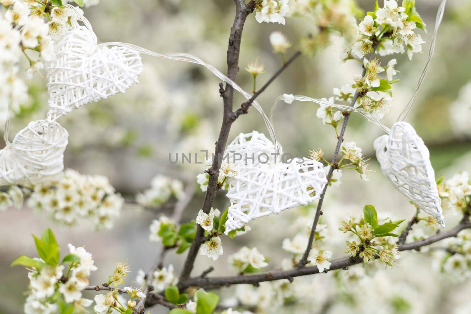 Hands touch heart a branch of an apple tree blooming with white flowers. Apple blossom. Love nature.