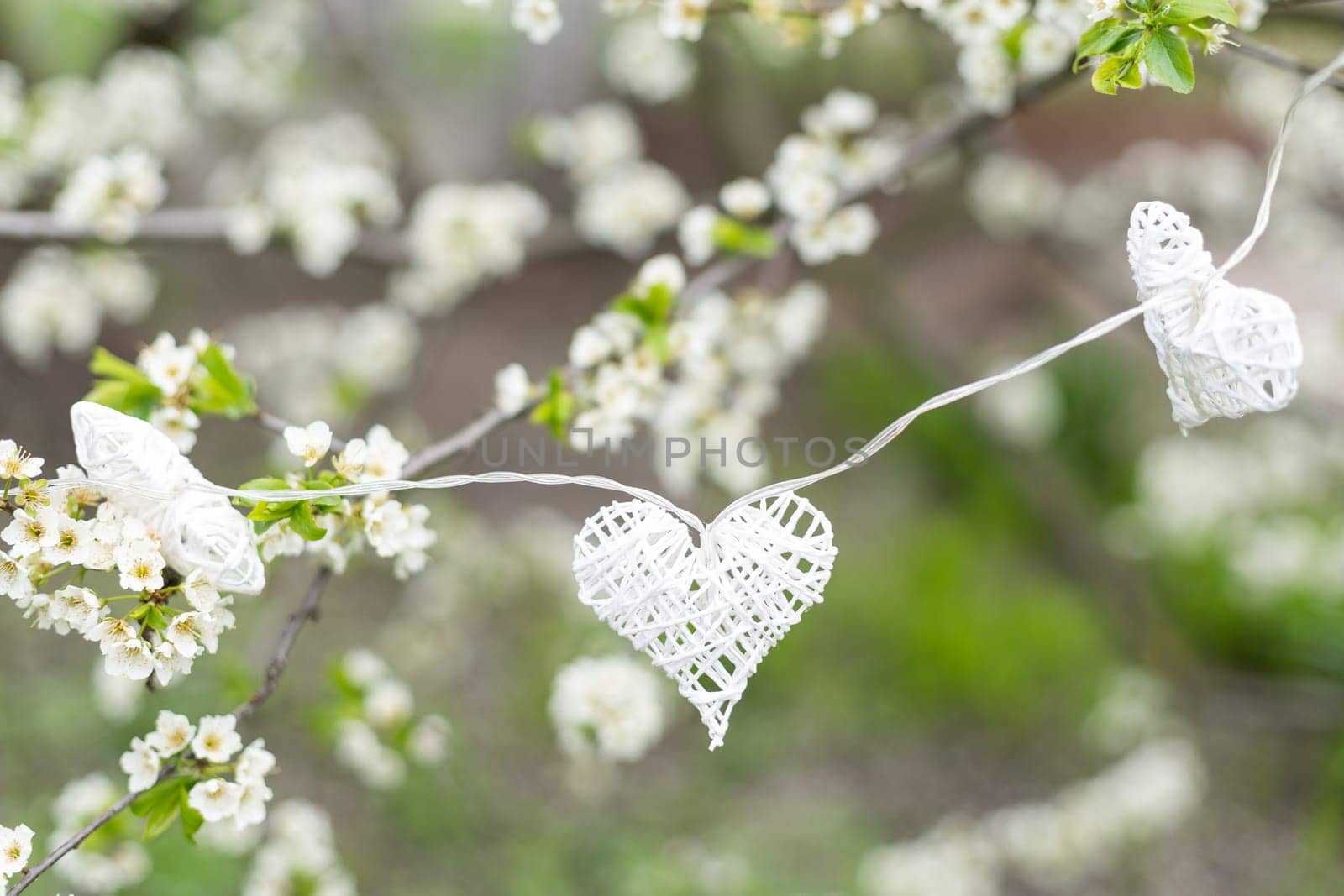 Hands touch heart a branch of an apple tree blooming with white flowers. Apple blossom. Love nature by Andelov13