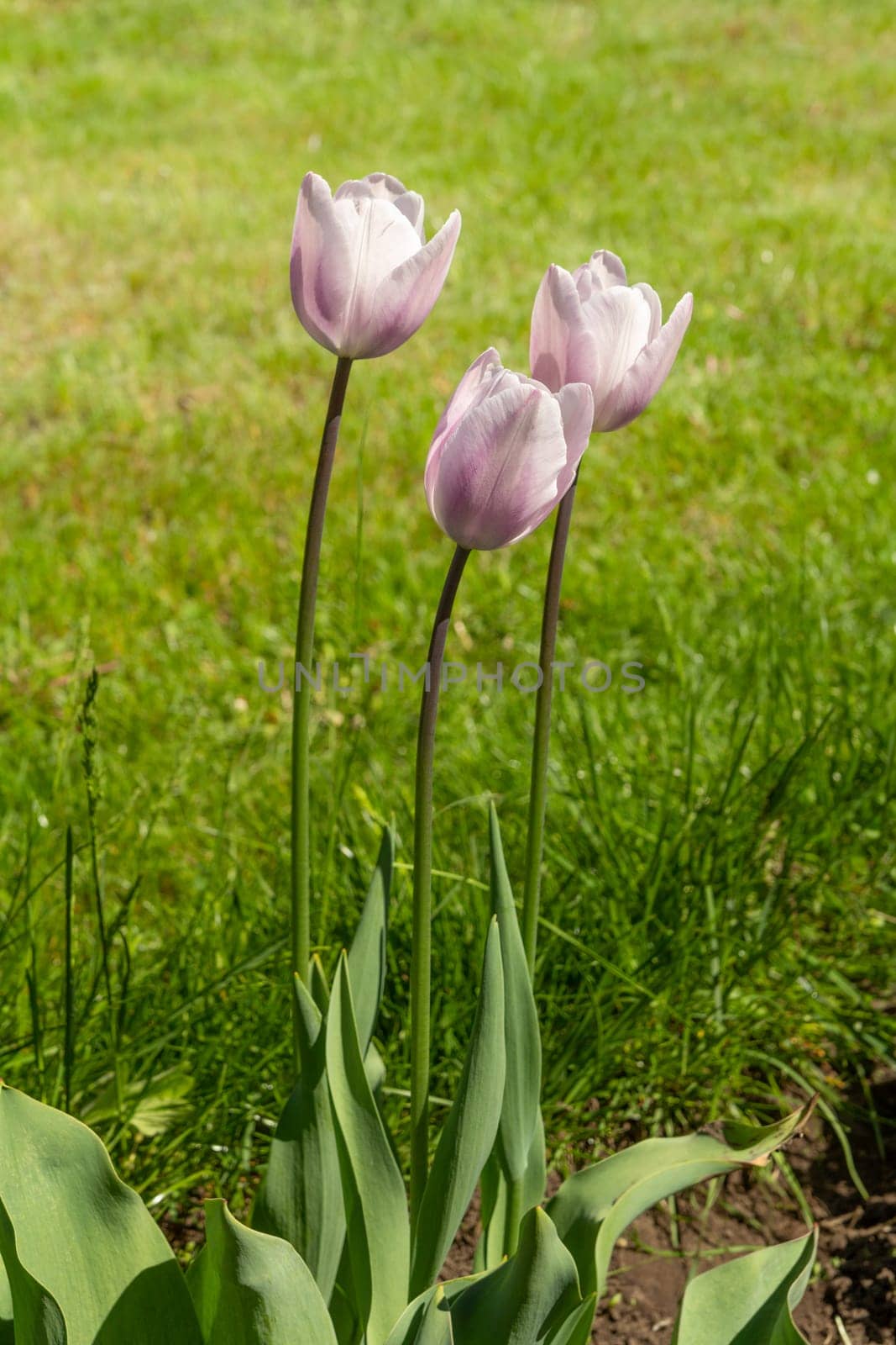 Violet tulips growing on the garden bed with green grass on the background. Shallow depth of field.
