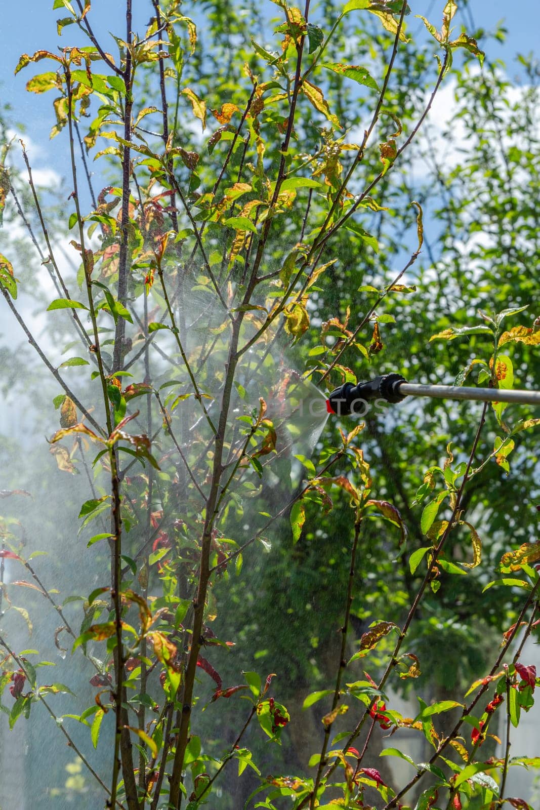 Spraying to protect young nectarine tree from fungal disease or vermin using a pressure sprayer with chemicals.