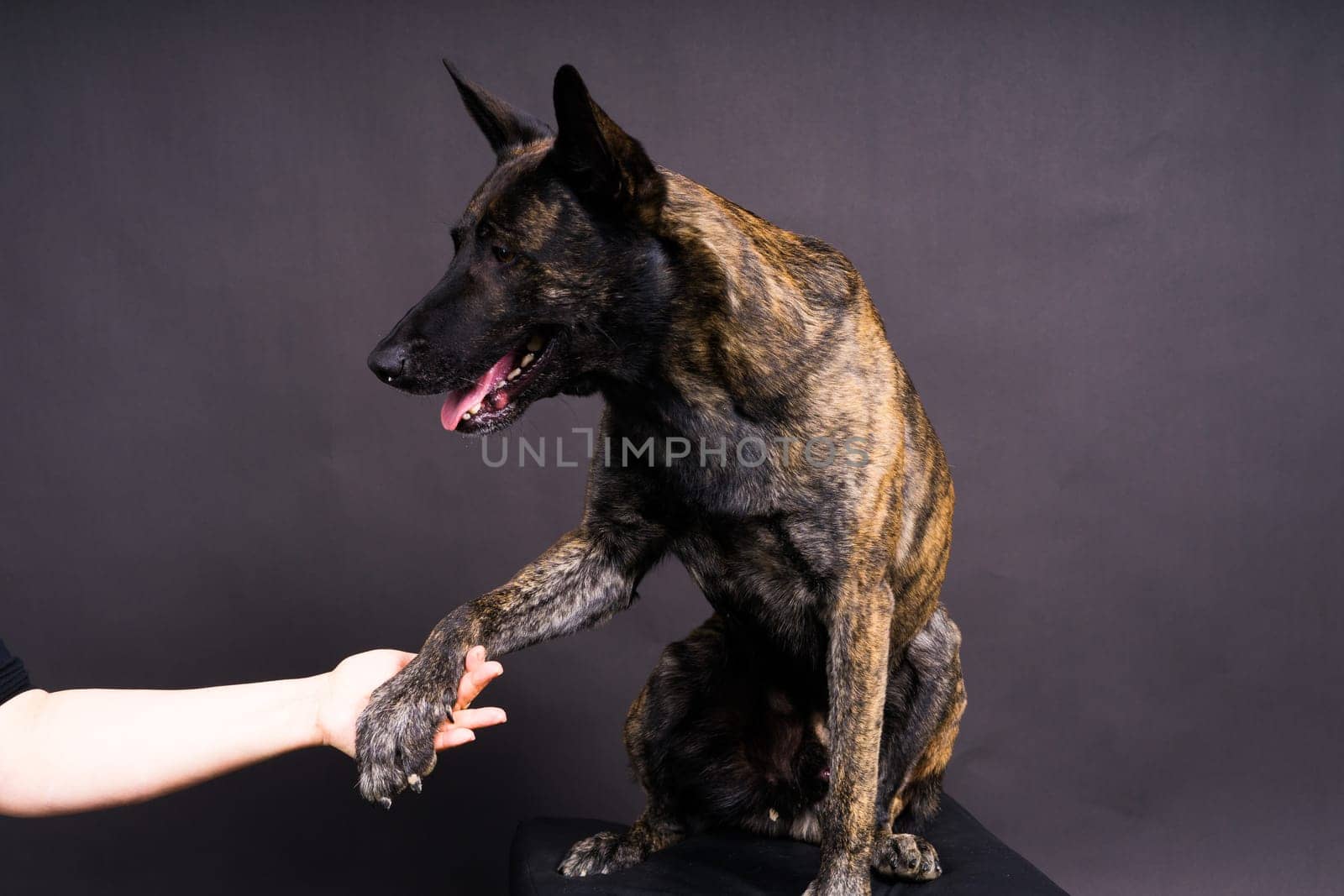 Friendship between Human and dog, feeding and taking paw in hand by Zelenin