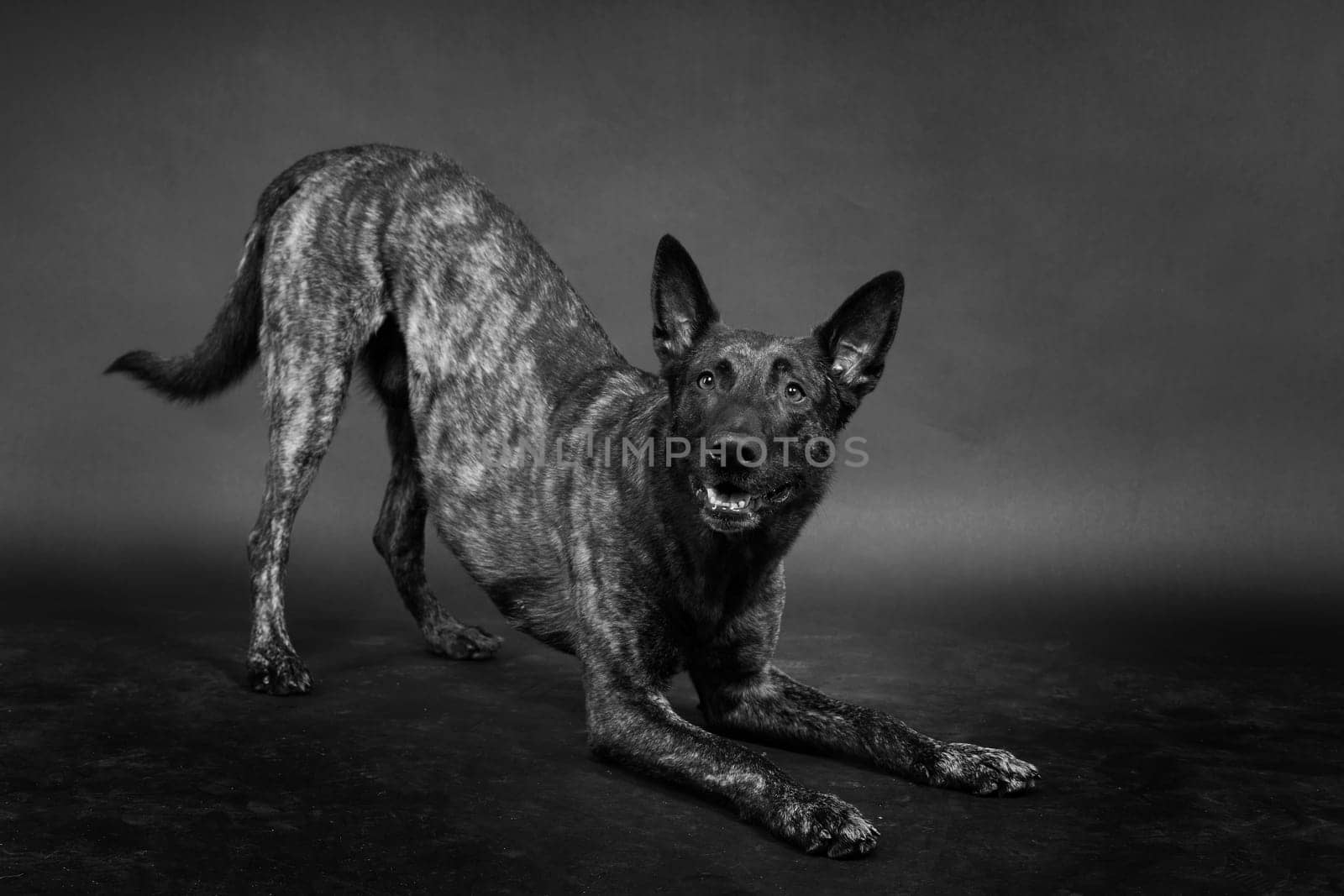 Dutch shepherd on black background studio posing portrait by Zelenin