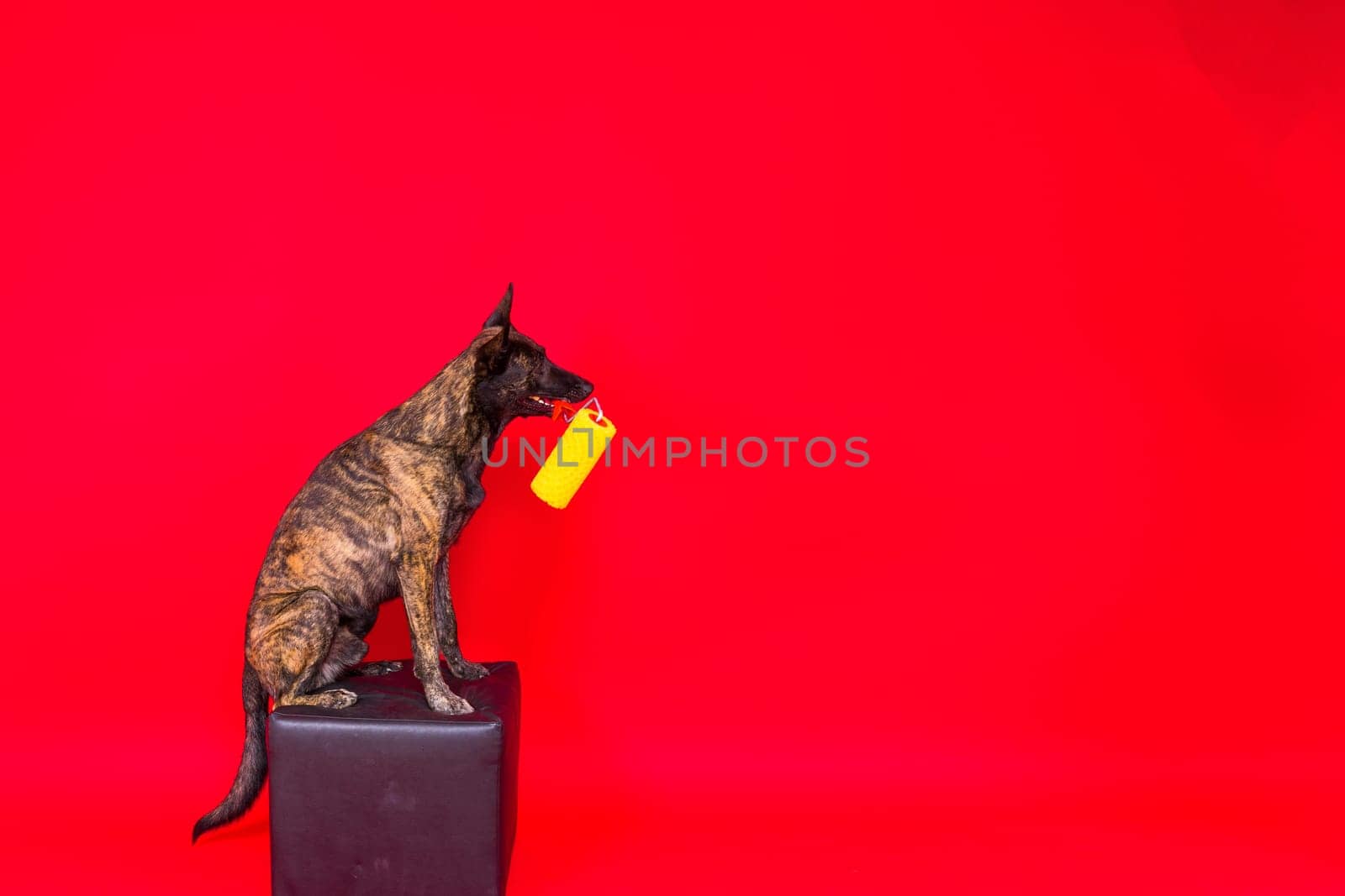 Dog dutch shepherd playing with paint roller in red room. Renovation concept by Zelenin