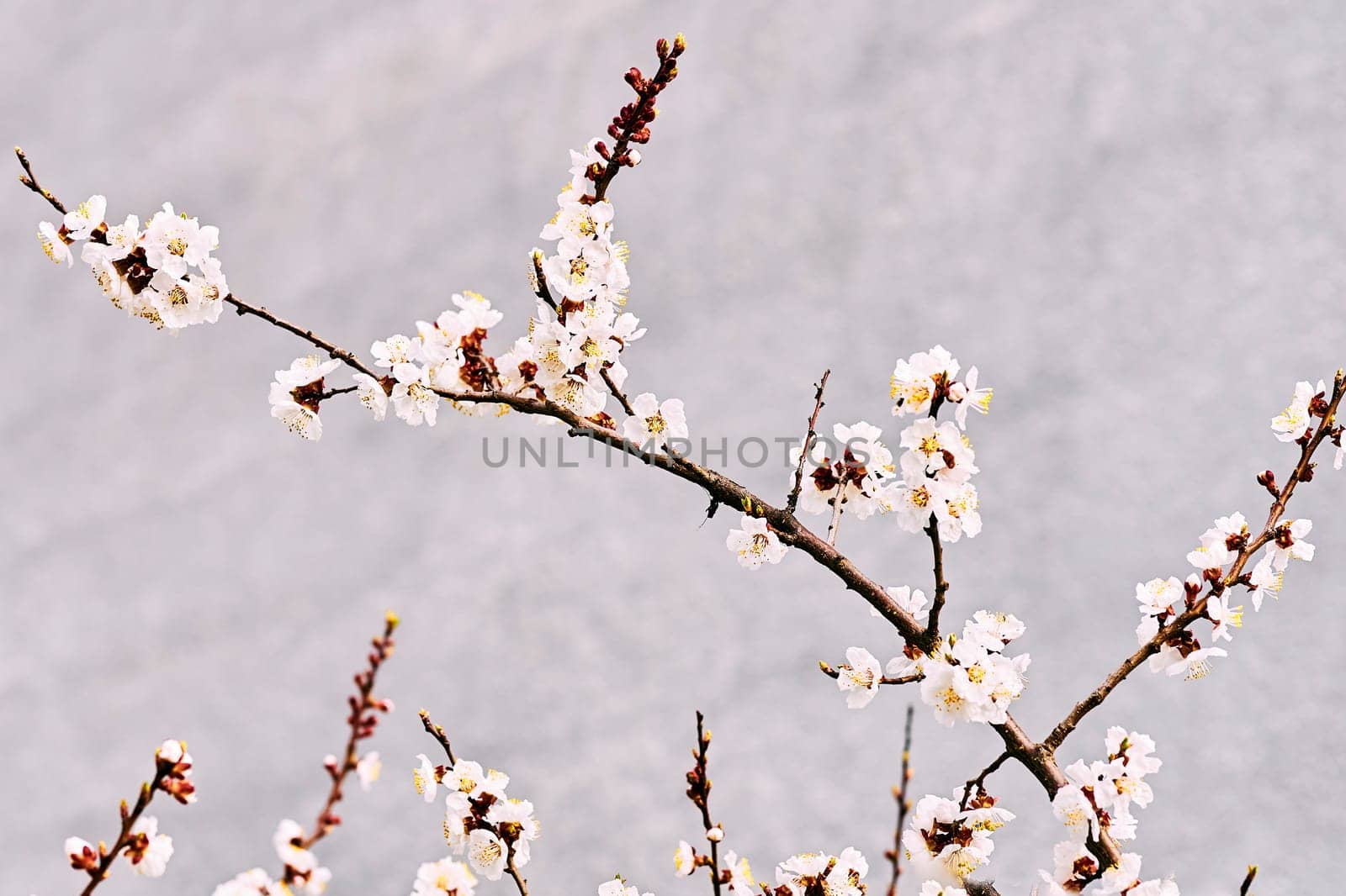 Delicate branch of a flowering fruit tree on a light gray background by jovani68