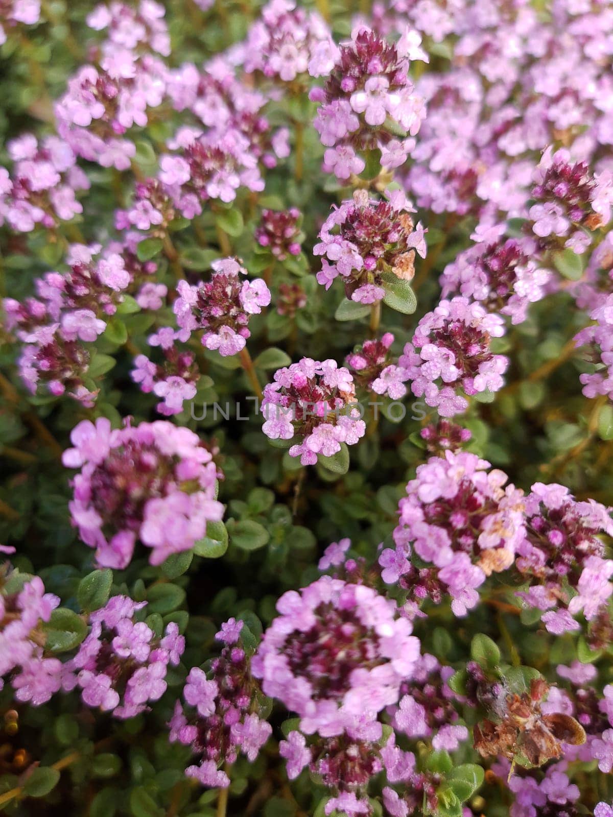 Thyme flowers in the morning after a summer rain close-up. Thyme flowers.