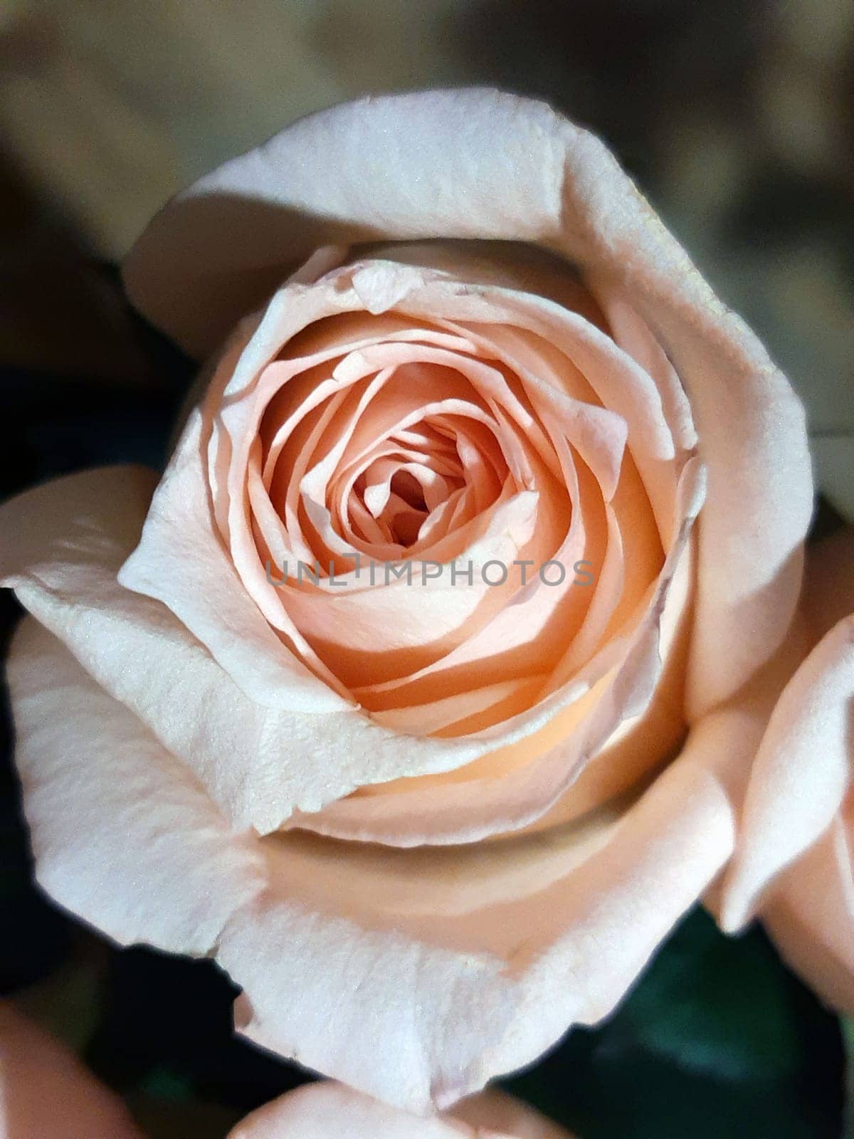 Beige rose bud on a brown background close-up. Rosebud.