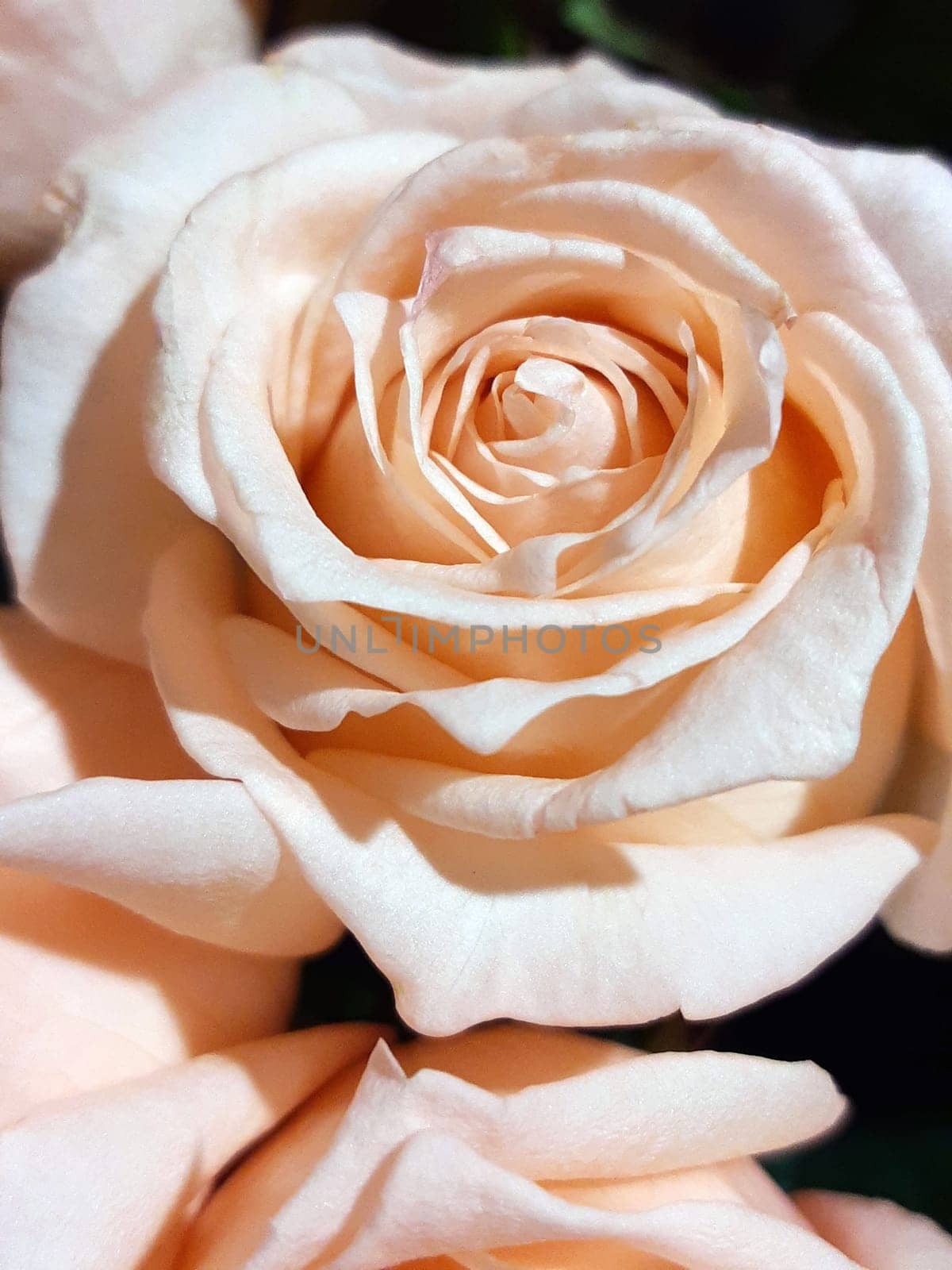 Beige rose bud on a brown background close-up. Rosebud.