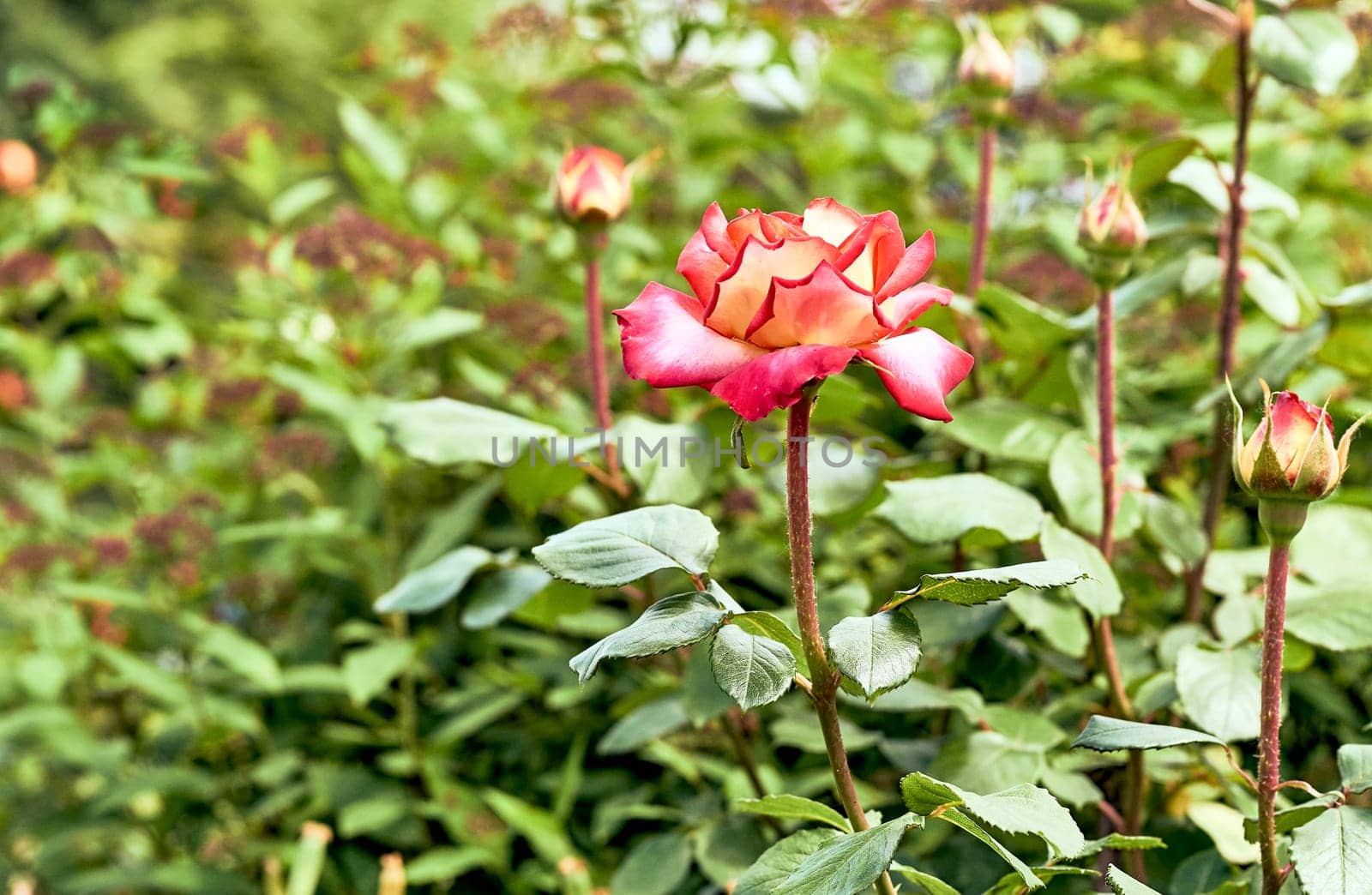 Delicate cute red roses with buds and in a green fresh garden by jovani68