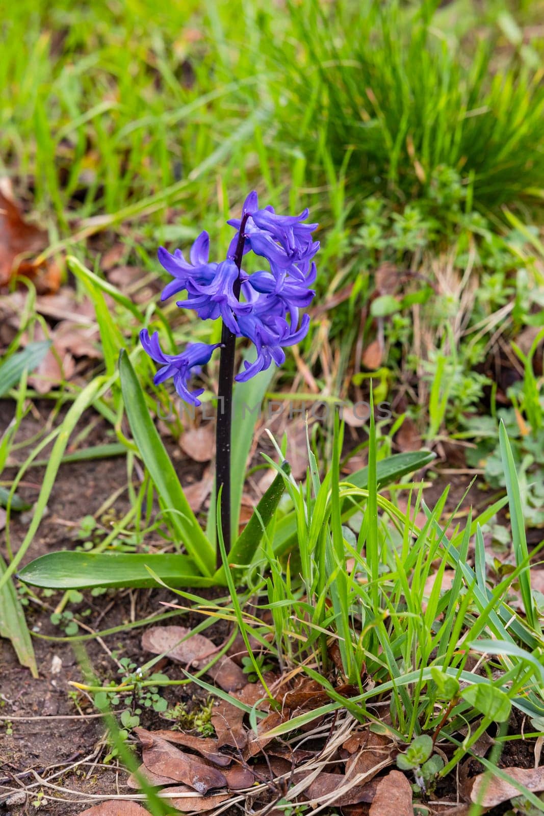 A striking purple common hyacinth in spring isolated in front of green grass on the roadside