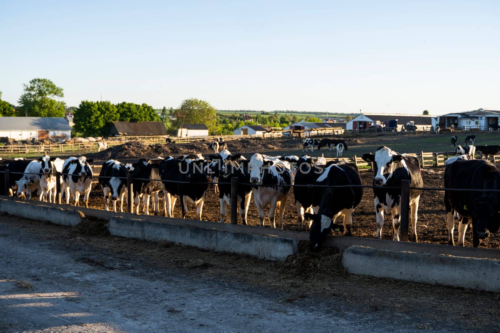 Black and white cows on outdoor farm eating hay. Agriculture. by vovsht