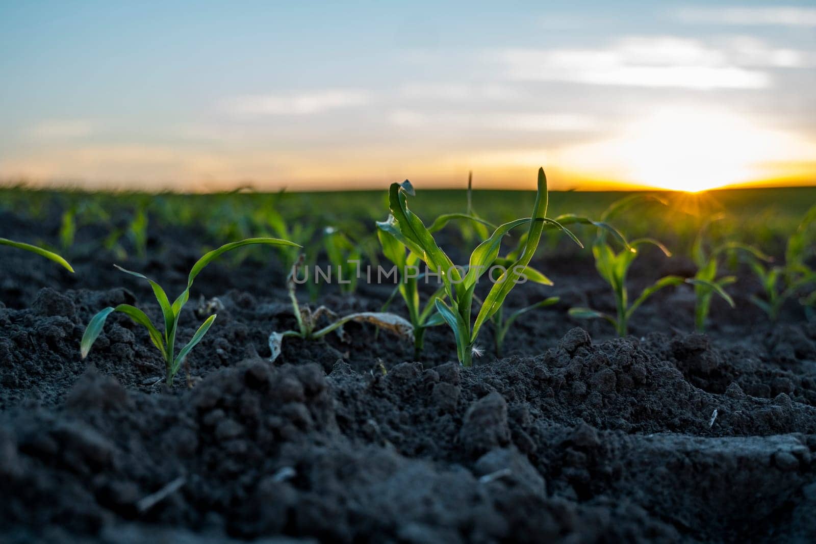 Maize seedling close up. Fertile soil. Farm and field of grain crops. Agriculture. Rural scene with a field of young corn. by vovsht