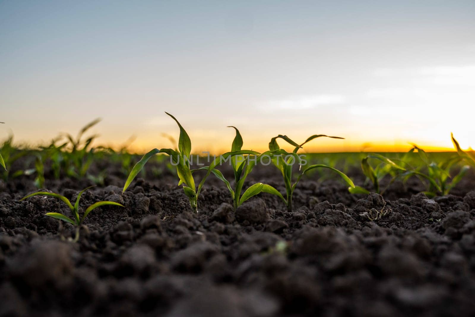 Sprouted green young corn on organic soil in a sunset. Plants cultivation. Agriculture. by vovsht