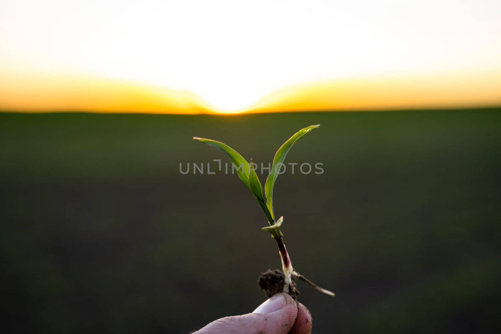 Farmer holding corn sprout with root and researching plant growth. Examining young green corn maize crop plant in cultivated agricultural field