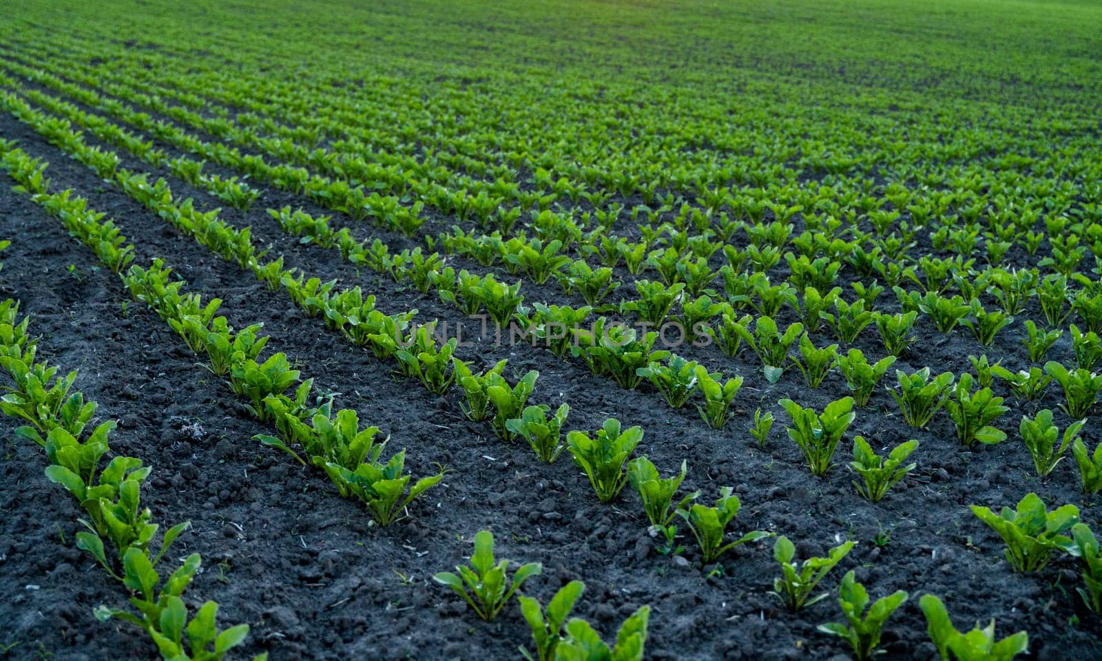 Rows of young fresh beet leaves. Beetroot plants growing in a fertile soil on a field. Cultivation of beet. Agriculture. by vovsht