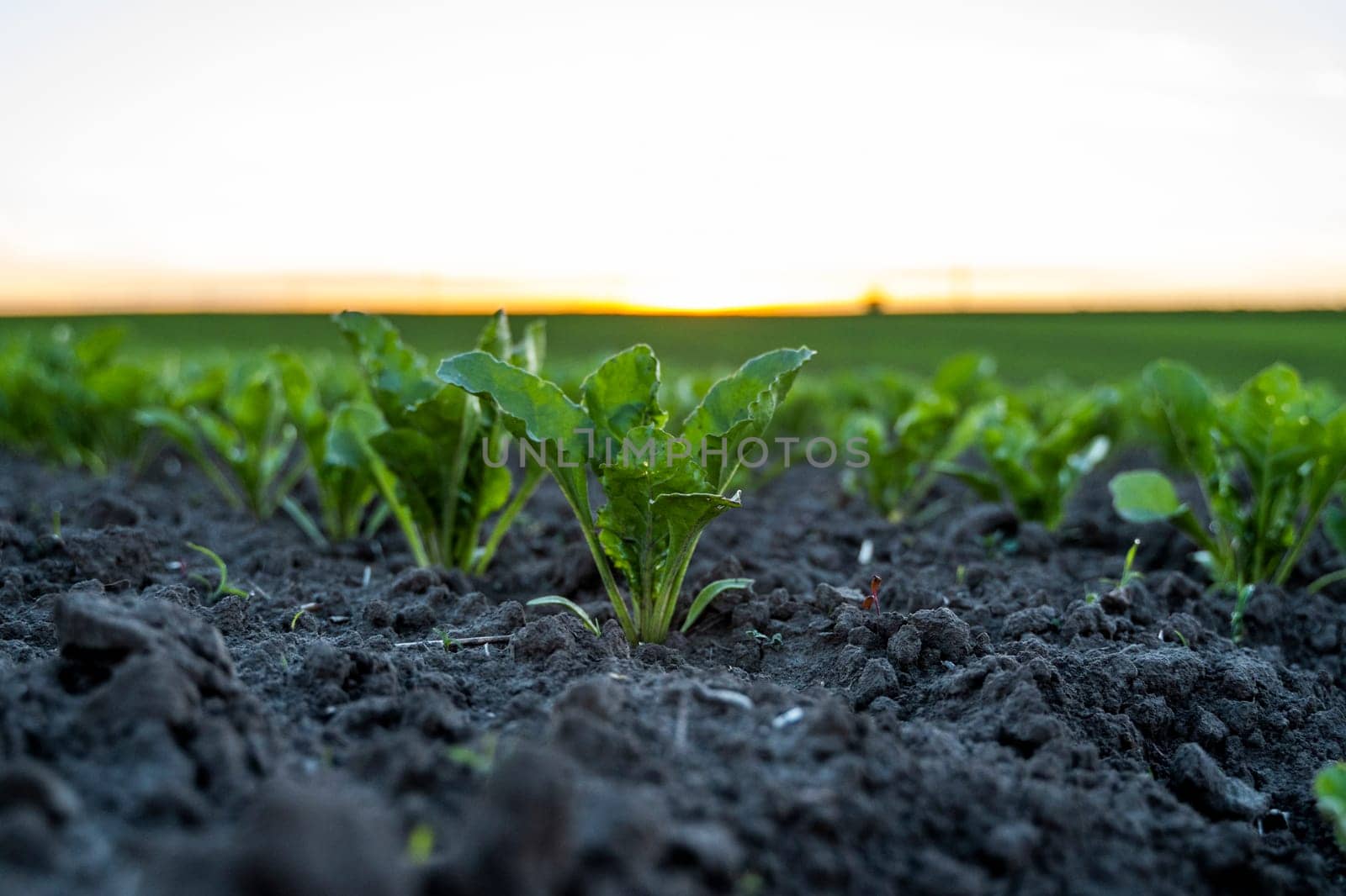 Young green sugar beet leaves in the agricultural beet field in the evening sunset. Agriculture. by vovsht