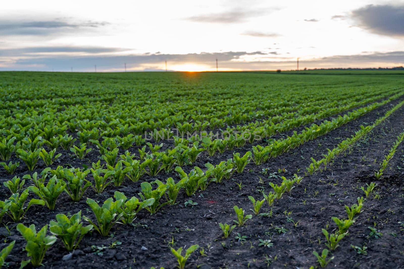 Landscape of oung green sugar beet leaves in the agricultural beet field in the evening sunset. Agriculture. by vovsht