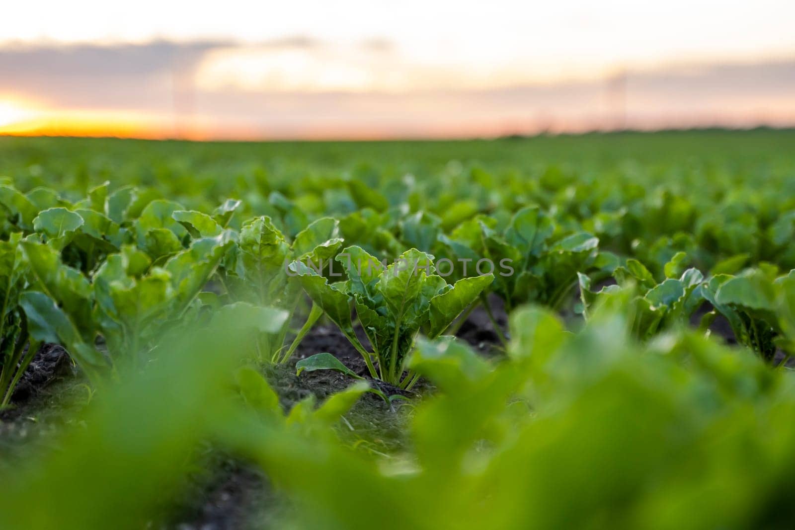 Close up young sugar beet leaves grows in the agricultural beet field in the evening sunset. Agriculture. by vovsht