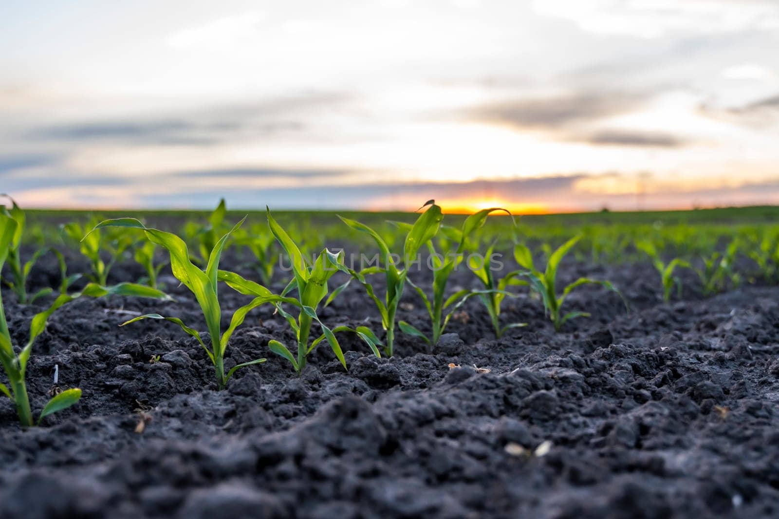 Close up of a rows of young corn plants on a agricultural field in a sunset