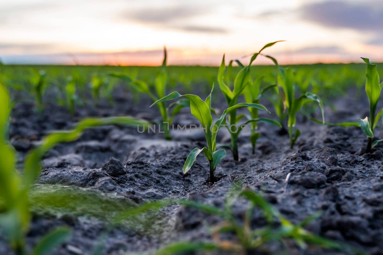 Close up young wheat seedlings growing in a field. Green wheat growing in soil. by vovsht